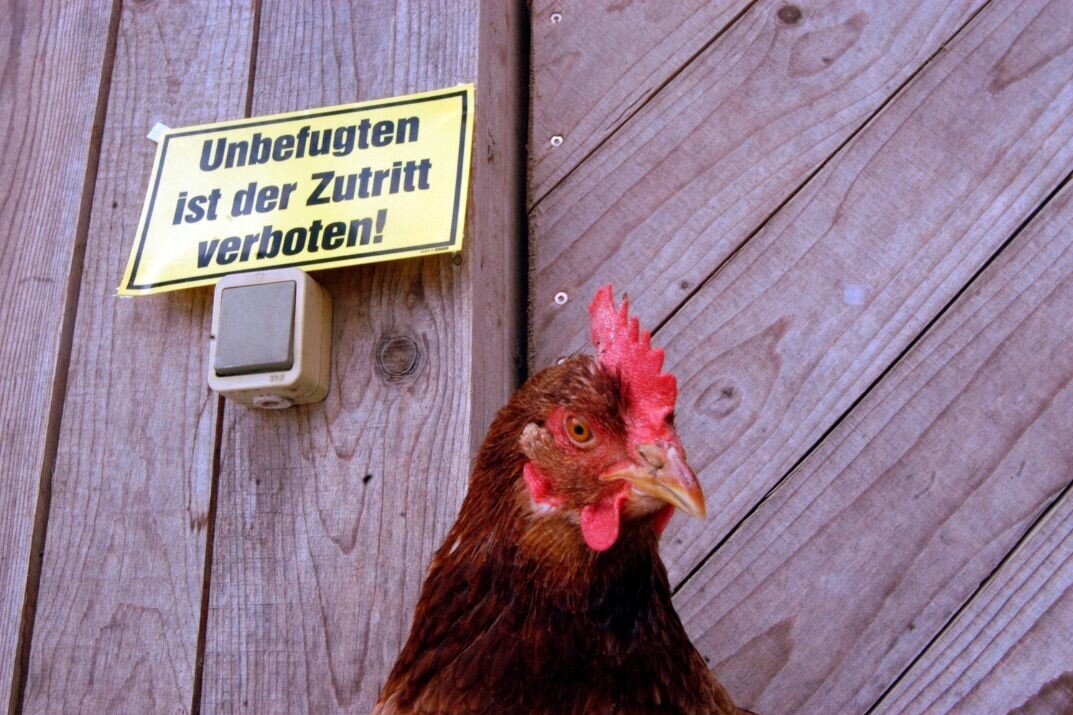 Geflügelpest: Kärnten gilt als Gebiet mit erhöhtem Risiko.